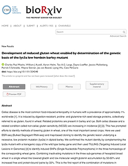 Development of reduced gluten wheat enabled by determination of the genetic basis of the lys3a low hordein barley mutant
