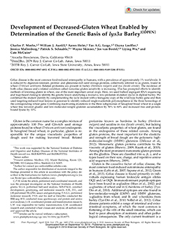 Development of decreased-gluten wheat enabled by determination of the genetic basis of lys3a barley