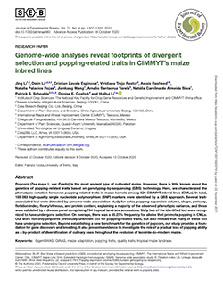 Genome-wide analyses reveal footprints of divergent selection and popping-related traits in CIMMYT's maize inbred lines