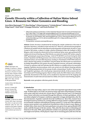 Genetic diversity within a collection of italian maize inbred lines: A resource for maize genomics and breeding